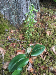Platanthera orbiculata