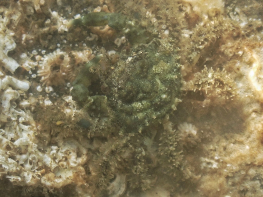 Mithraculus denticulatus