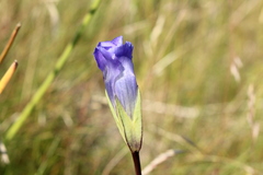 Gentianopsis macounii