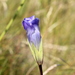 Gentianopsis macounii - Photo 由 Quinten Wiegersma 所上傳的 (c) Quinten Wiegersma，保留部份權利CC BY