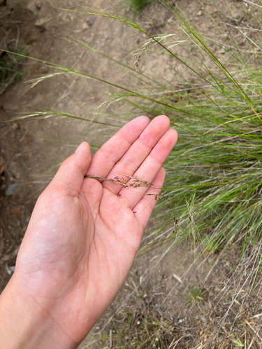 Foothill needlegrass