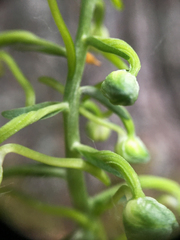 Platanthera orbiculata
