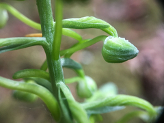 Platanthera orbiculata