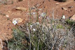 Heliophila carnosa