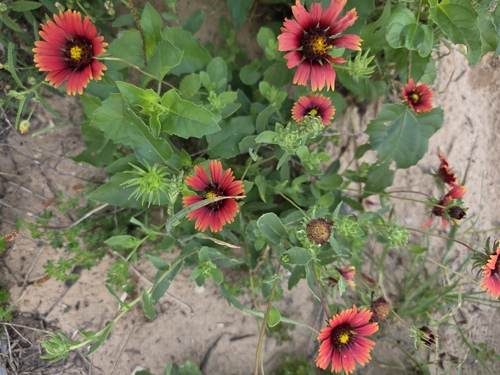 Image of Gaillardia amblyodon by (c) Cleveland Powell, some rights reserved (CC BY)