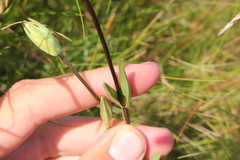 Gentianopsis macounii