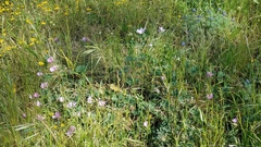 Sidalcea malviflora malviflora