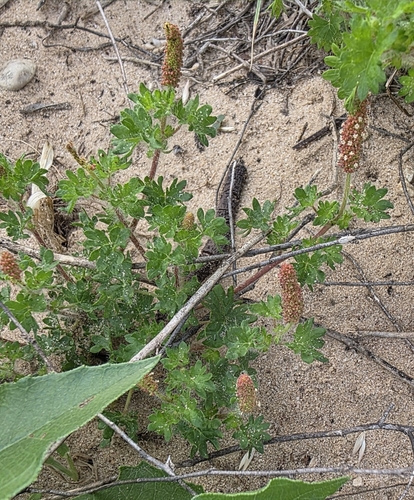 Image of Acalypha radians by (c) Cleveland Powell, some rights reserved (CC BY)