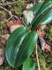 Platanthera orbiculata