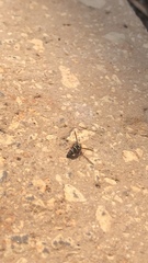 Parancistrocerus minimoferus