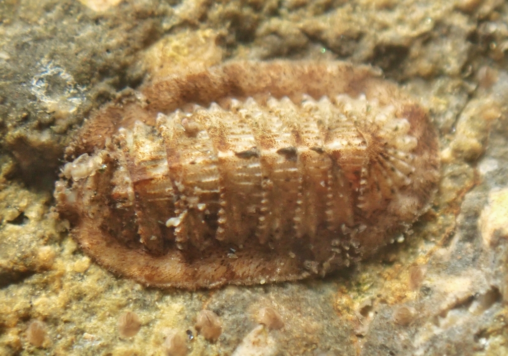 Callistochiton elenensis