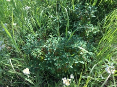 Rhododendron columbianum
