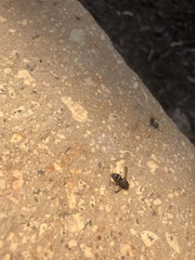 Parancistrocerus minimoferus