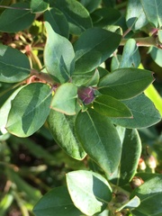 Rhododendron columbianum