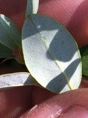 Rhododendron columbianum