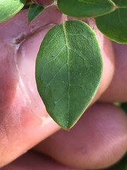 Rhododendron columbianum