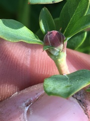 Rhododendron columbianum