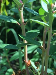 Rhododendron columbianum
