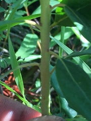 Rhododendron columbianum