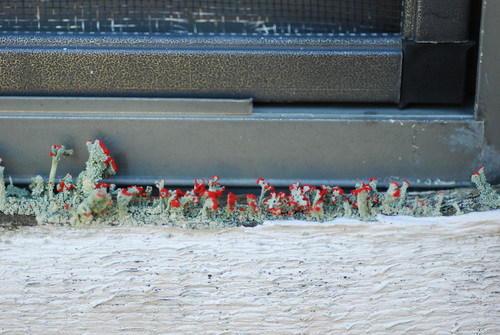 British soldier lichen