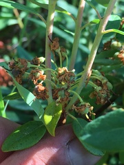 Rhododendron columbianum