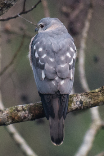 Shikra