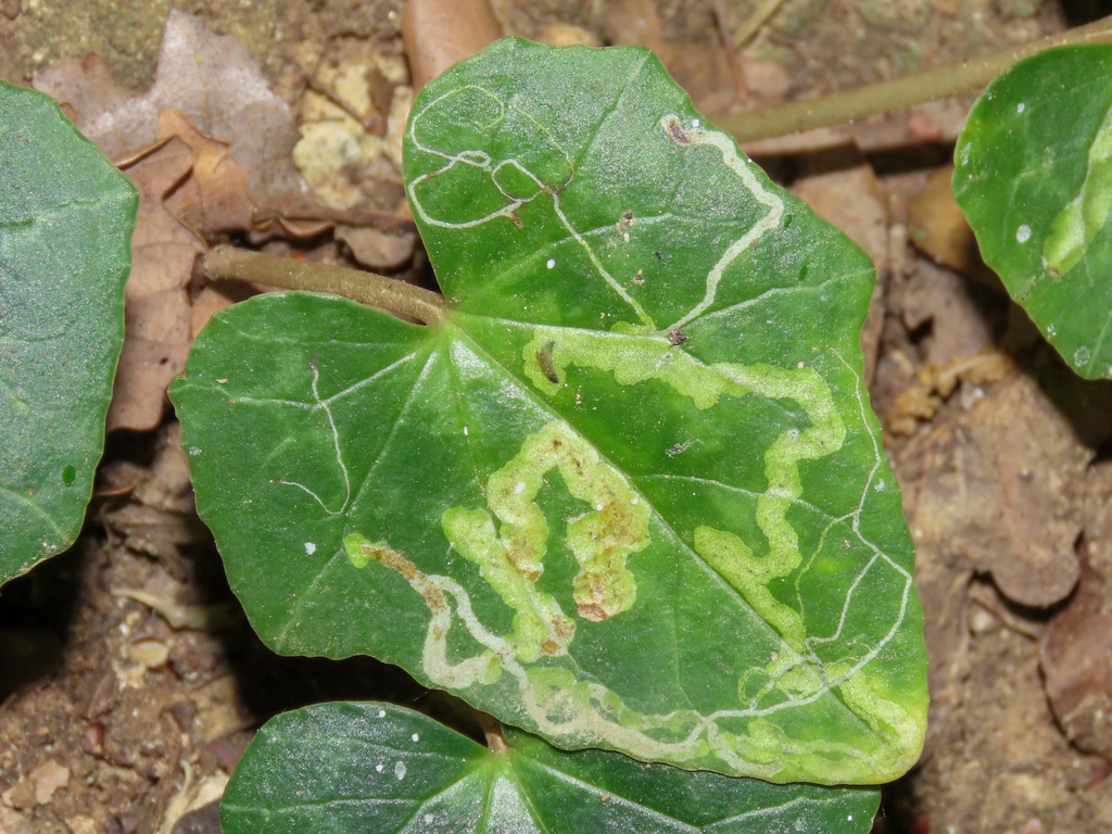 Liriomyza cyclaminis
