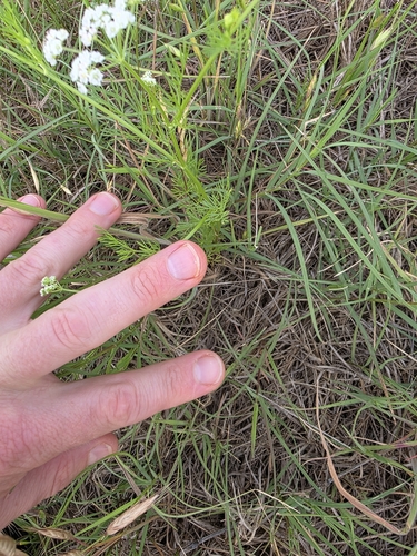 Image of Bifora americana by (c) Cleveland Powell, some rights reserved (CC BY)
