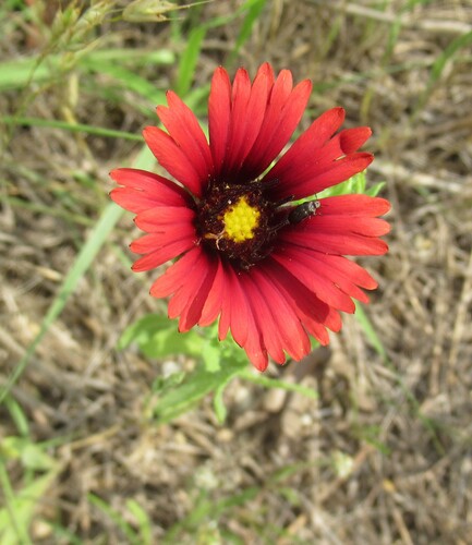 Image of Gaillardia amblyodon by (c) Linda Jo Conn, some rights reserved (CC BY)