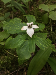 Cornus unalaschkensis