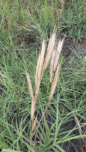 Bromus lanceolatus, photograph 5