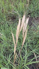 Bromus lanceolatus, photograph (c) Cleveland Powell, some rights reserved (CC BY)
