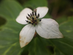 Cornus unalaschkensis