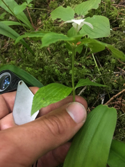 Cornus unalaschkensis