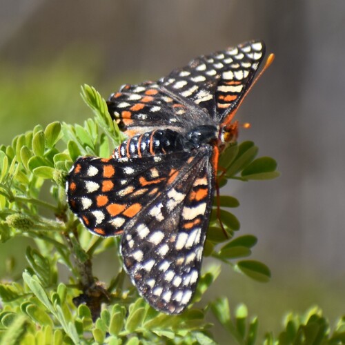 Variable Checkerspot photo 6
