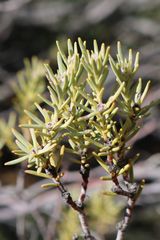 Leucadendron brunioides brunioides