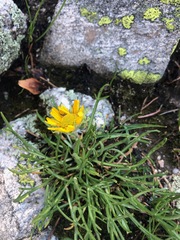 Hymenoxys brandegeei