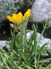 Hymenoxys brandegeei