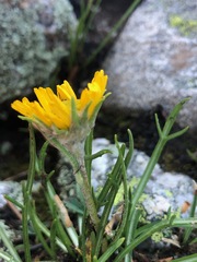 Hymenoxys brandegeei