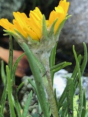 Hymenoxys brandegeei