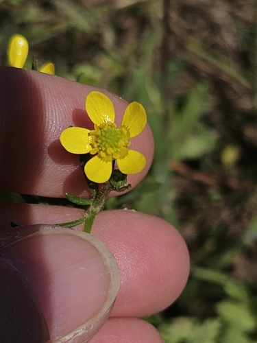 threelobe buttercup (Ranunculus trilobus)
