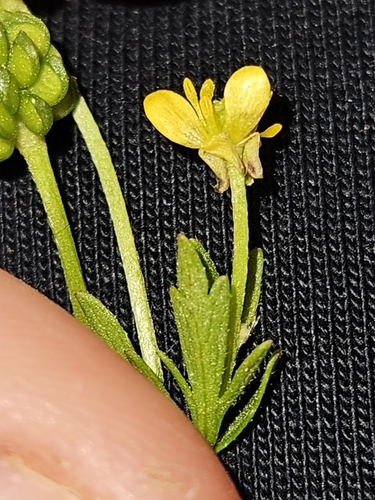 Image of Ranunculus trilobus by (c) Alessia Guggisberg, some rights reserved (CC BY-SA)