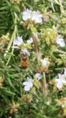 Apis mellifera