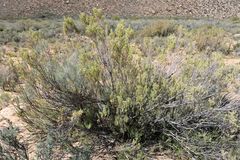 Leucadendron brunioides brunioides