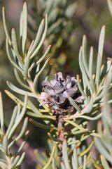 Leucadendron brunioides brunioides