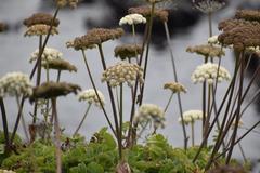 Angelica hendersonii