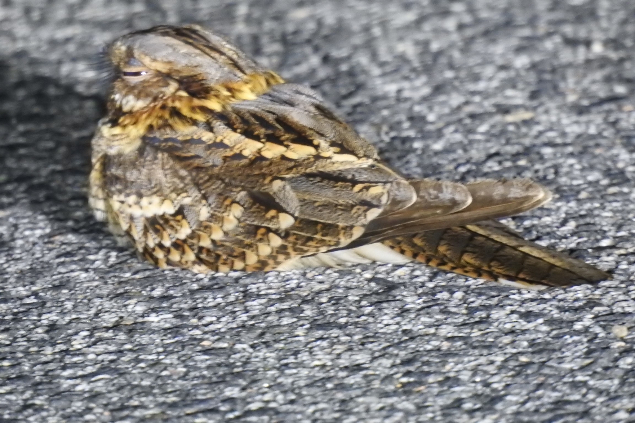 Red-necked Nightjar (Caprimulgus ruficollis), photo 9