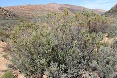 Leucadendron brunioides brunioides