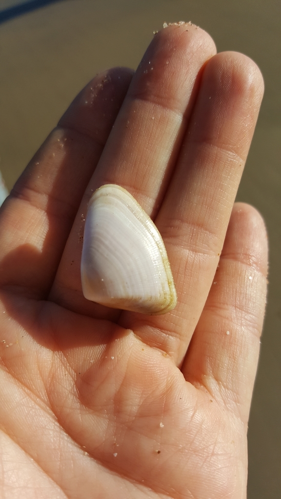 Butterfly Wedge-shell
