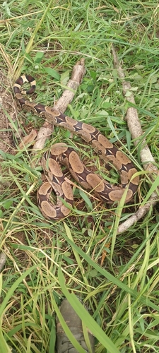Boa Constrictor
